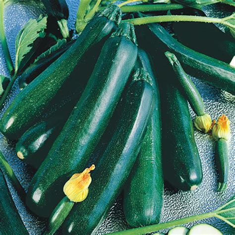 The Health Benefits of Cooking with Black Magic Zucchini